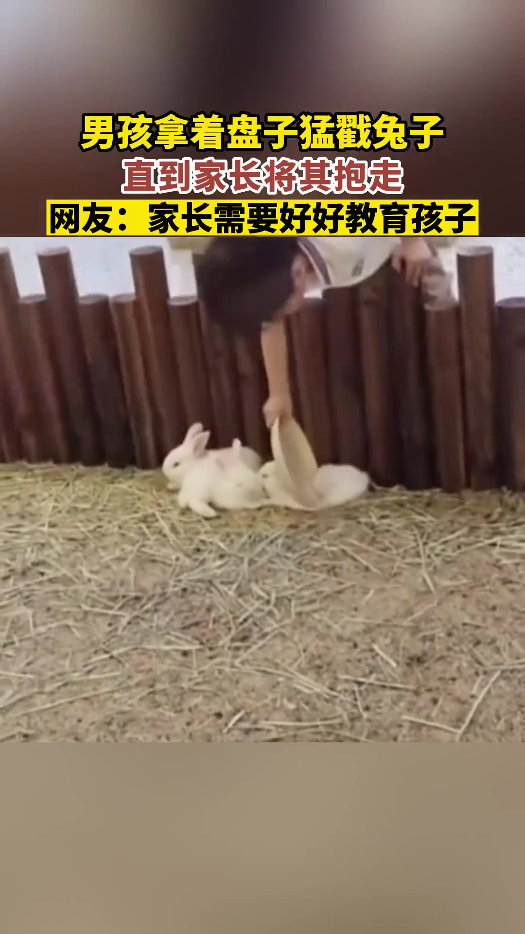 男孩拿着盘子猛戳兔子，直到家长将其抱走