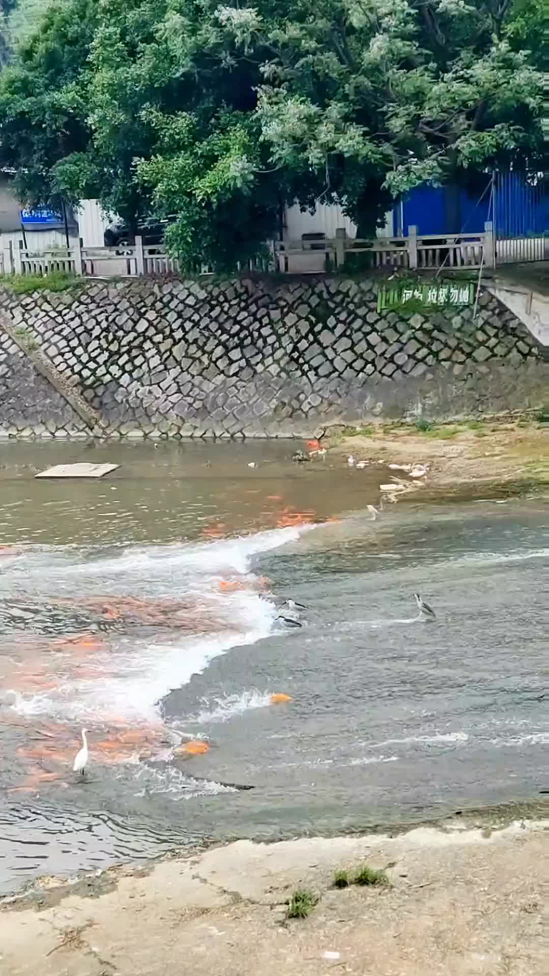 鲤鱼跃龙门，仅少数不断全力以赴冲刺才能越过龙门