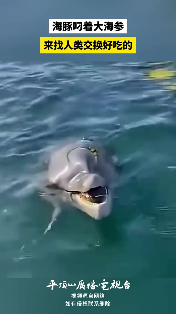 海豚叼着大海参 来找人类交换好吃的