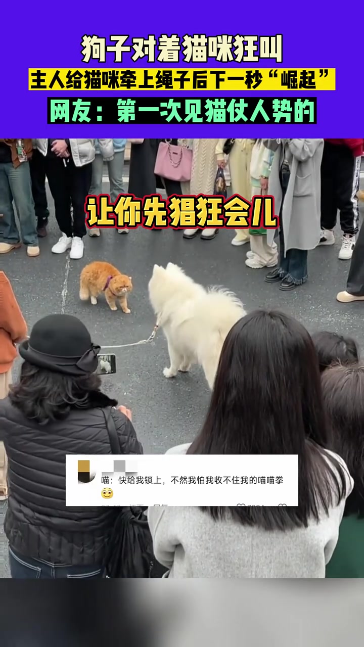 第一次见猫仗人势的