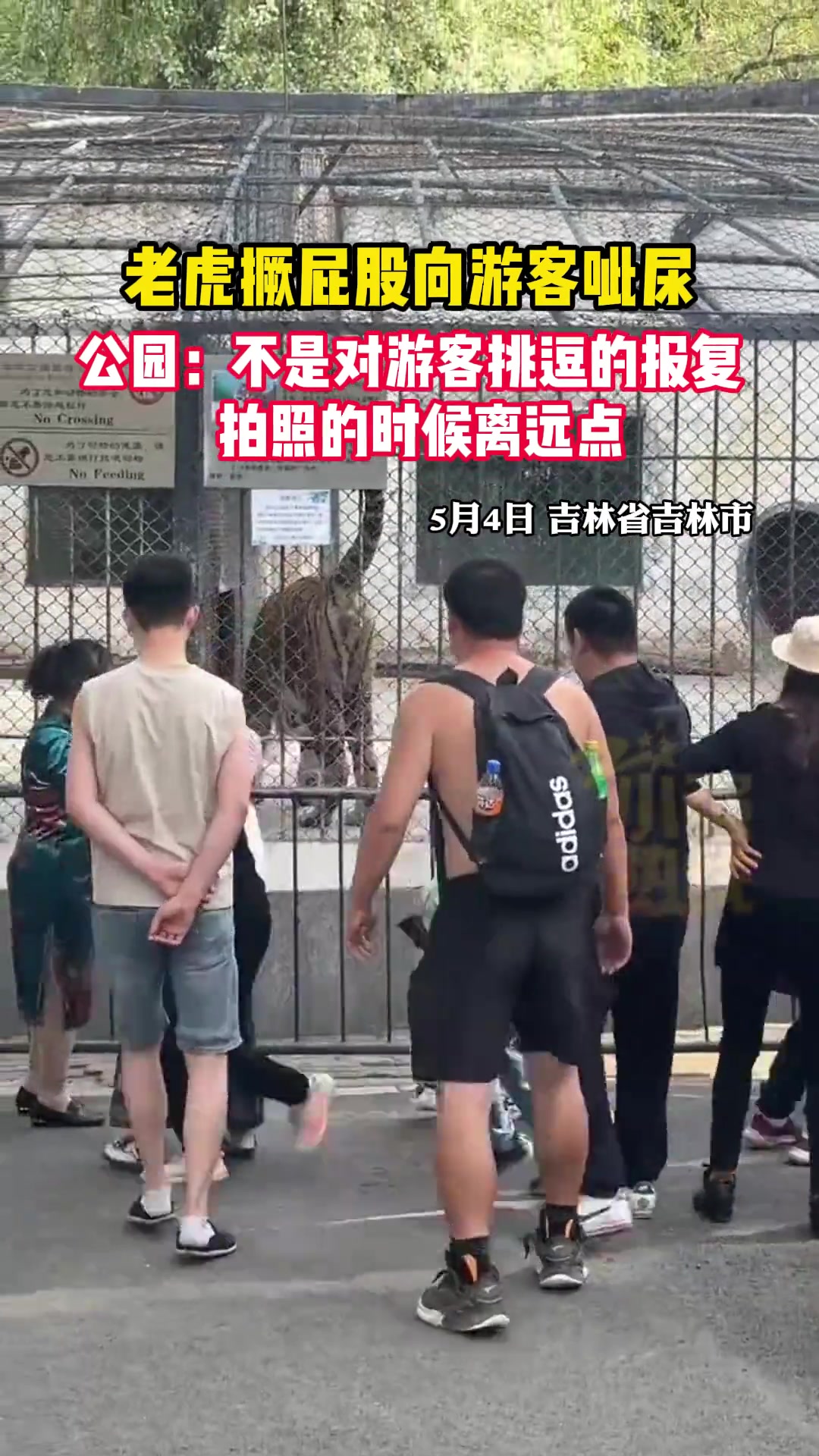 老虎撅屁股向游客呲尿 ，浇个朋友？