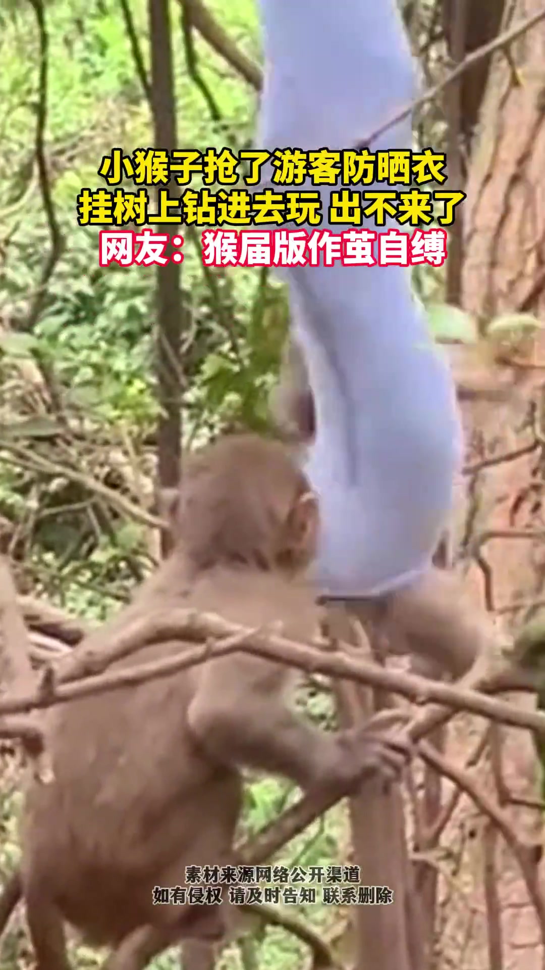 被困猴：“谁帮忙搭把手，我以后再也不撒泼了”