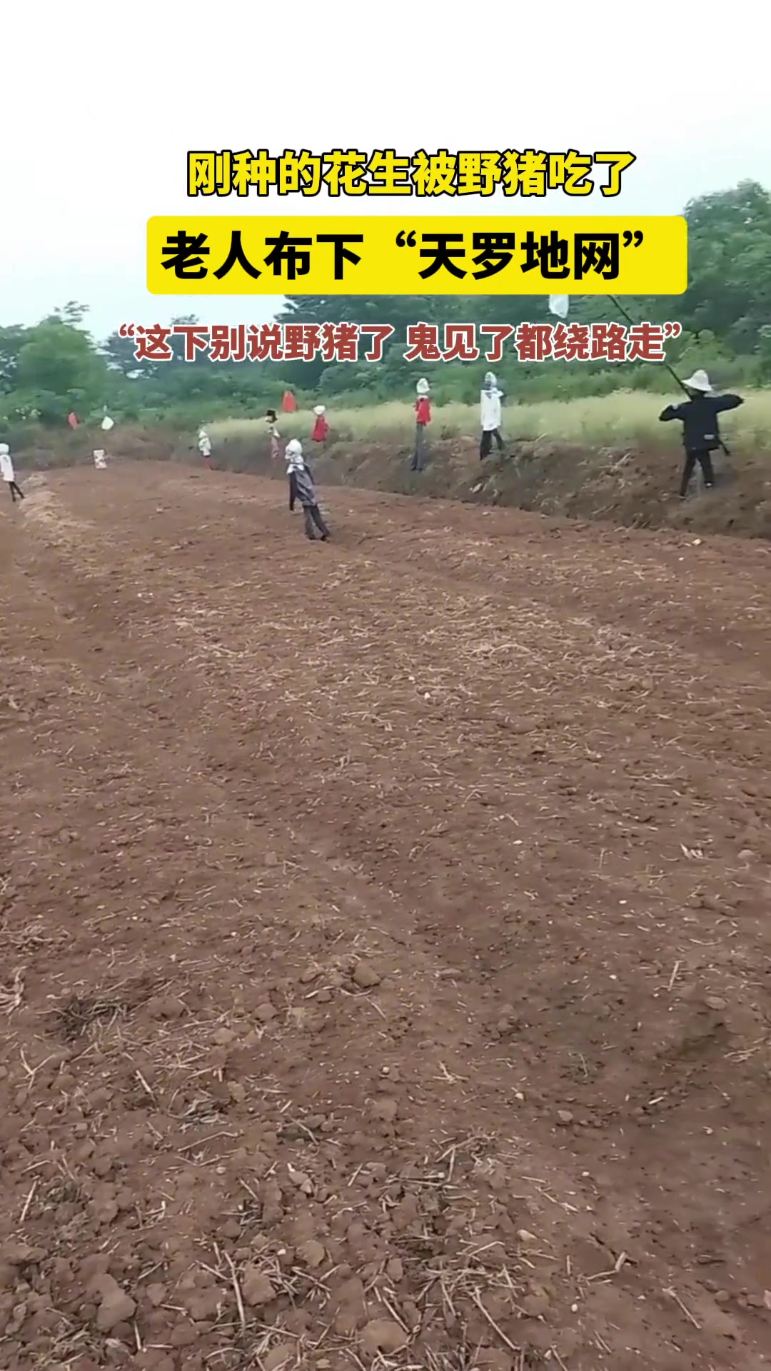 刚种的花生被野猪吃了，老人布下“天罗地网”吓野猪！