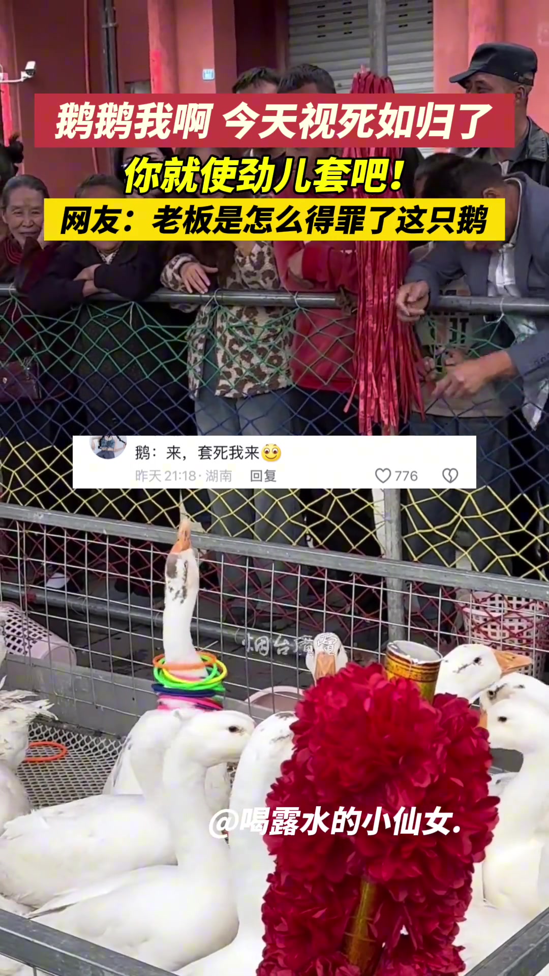 鹅鹅我啊 今天视死如归了