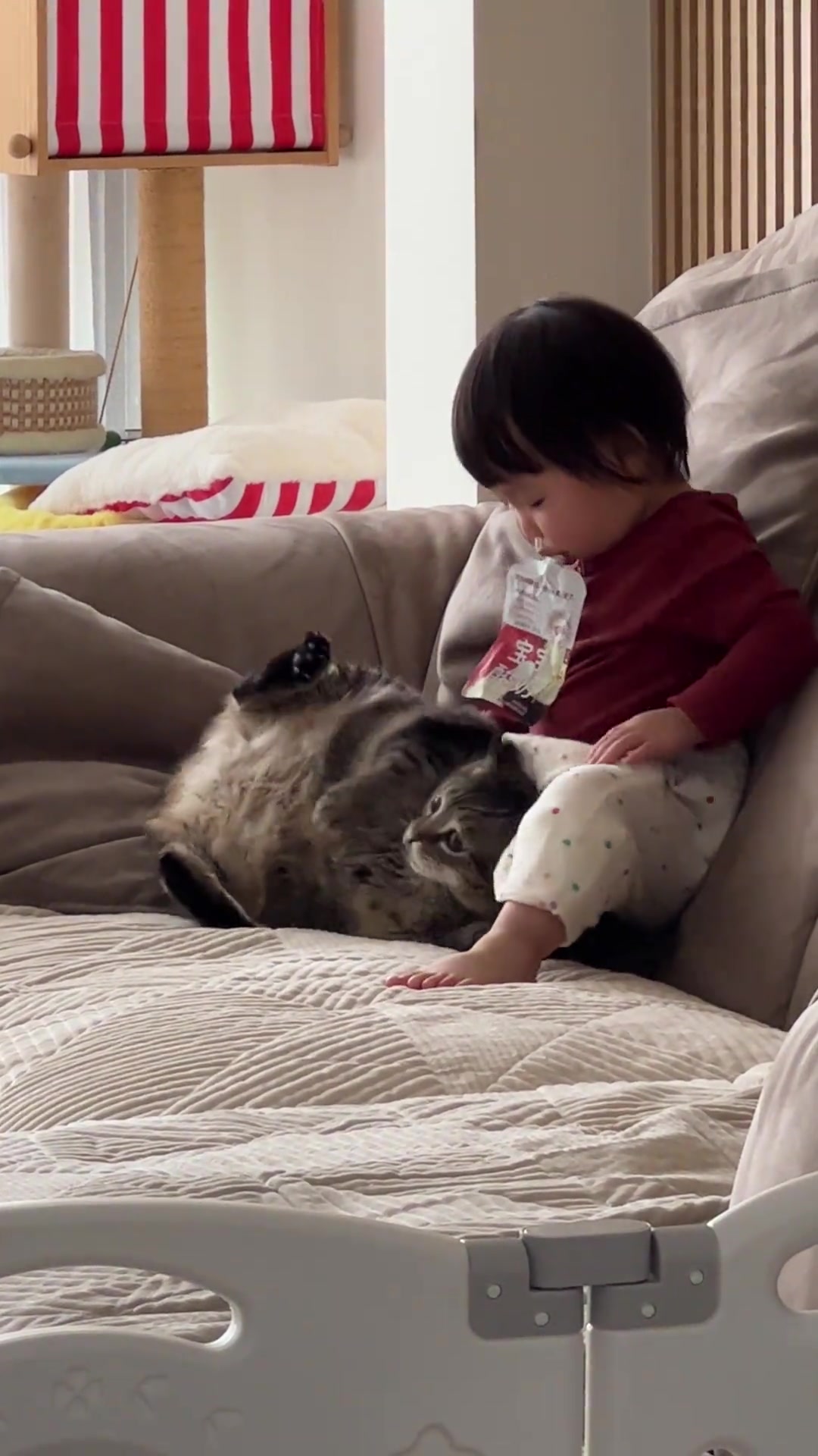 看得出猫猫已经快崩溃了