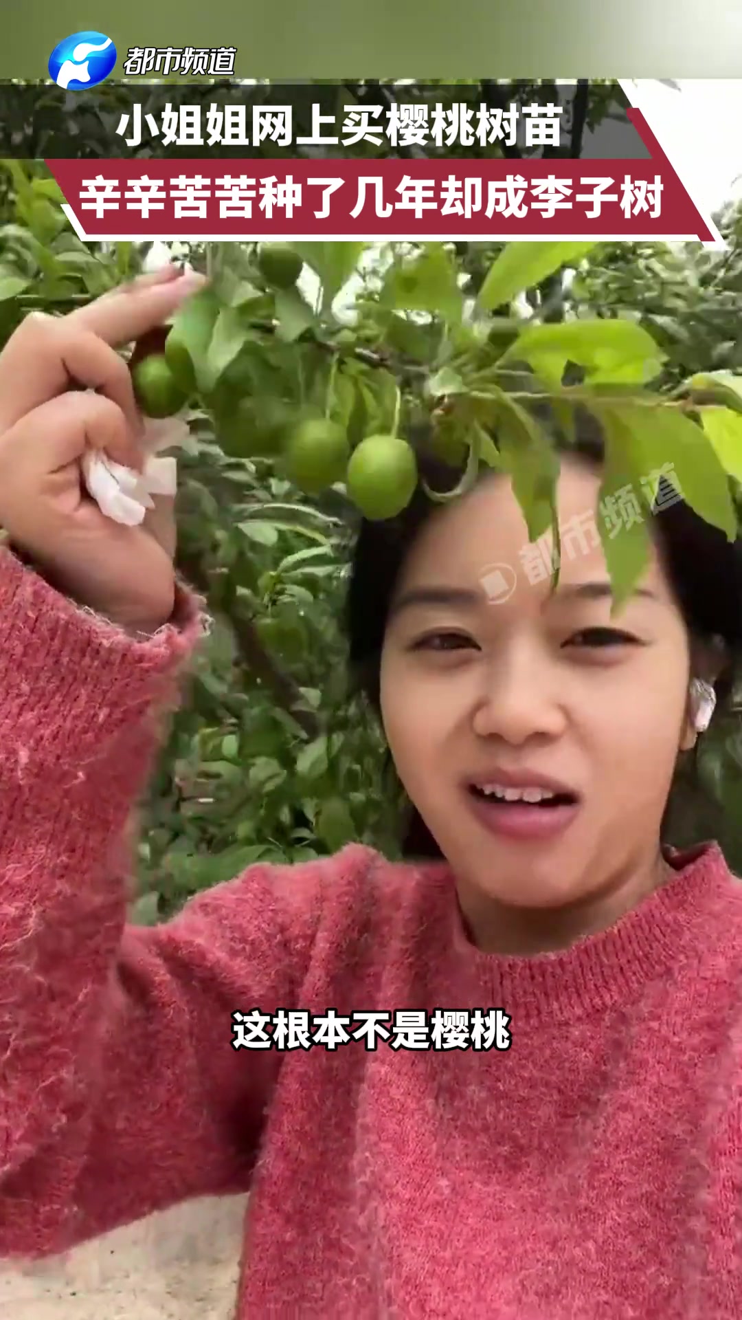 小姐姐网上买樱桃树苗 辛辛苦苦种了几年却成李子树