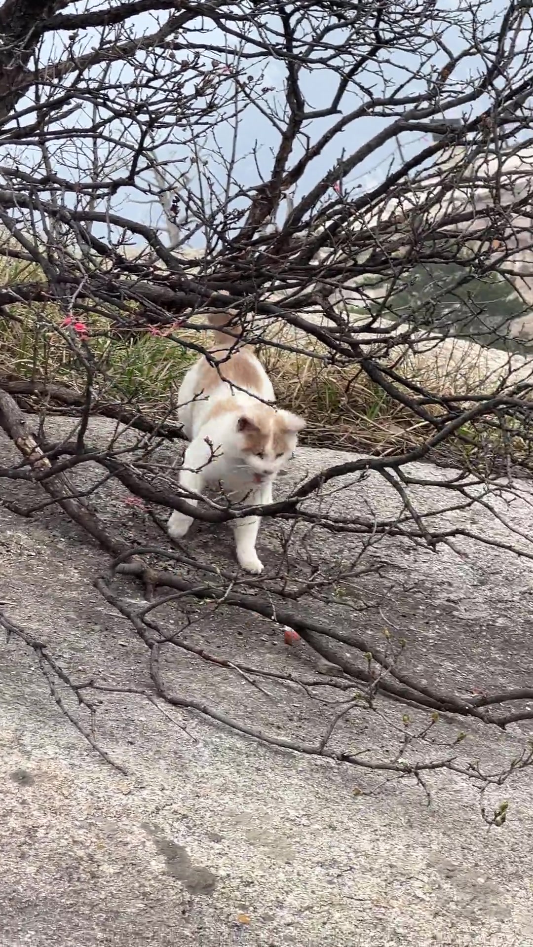 不愧是华山上的猫，饥一顿饱一顿也难怪