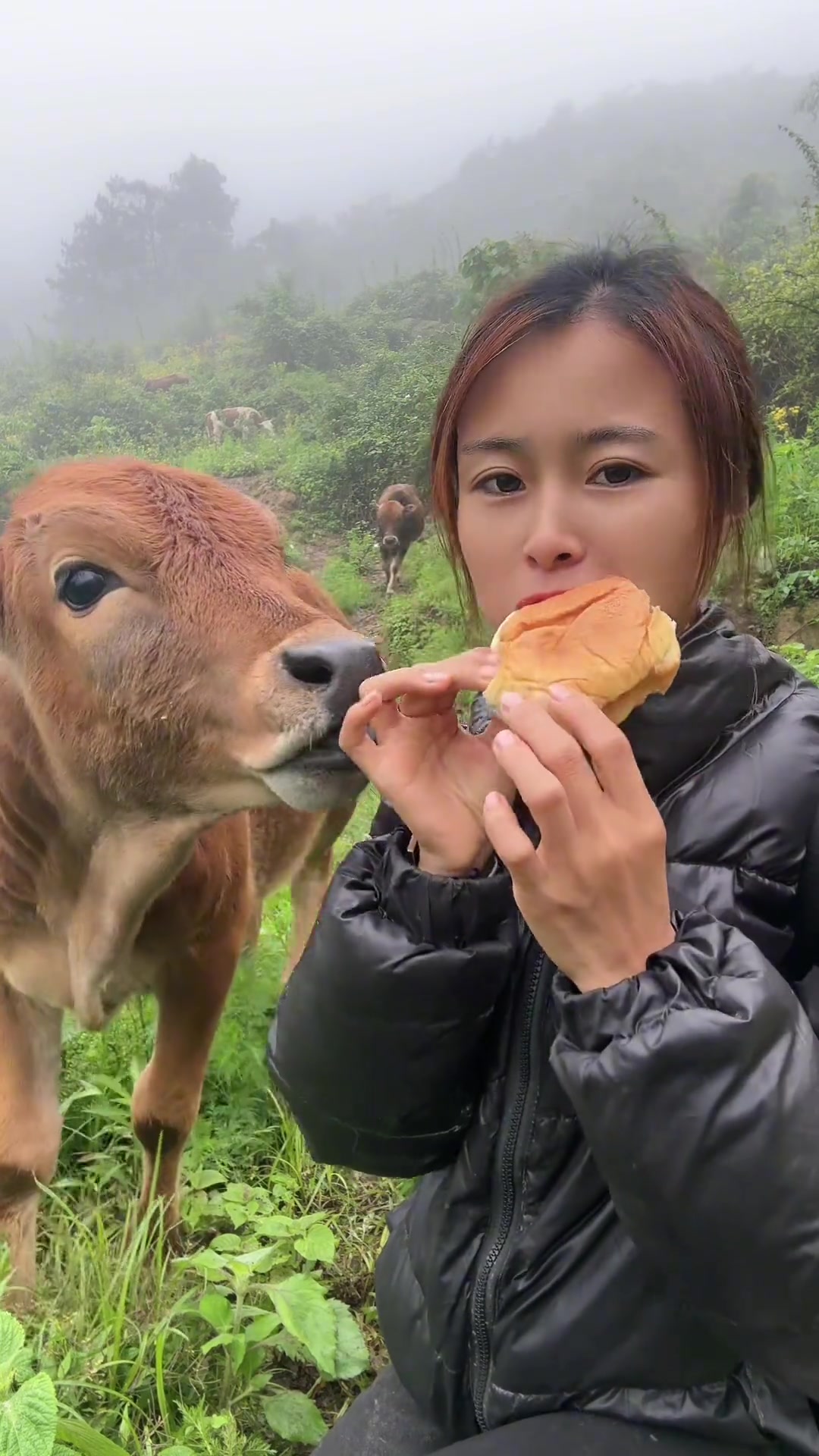 农村养牛人的农村生活 ！
