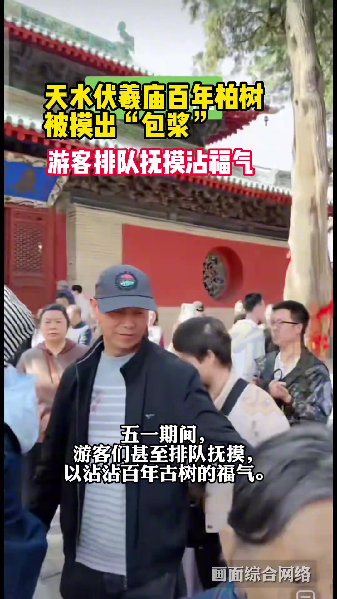天水伏羲庙百年柏树被摸出“包浆” ，游客排队沾福气