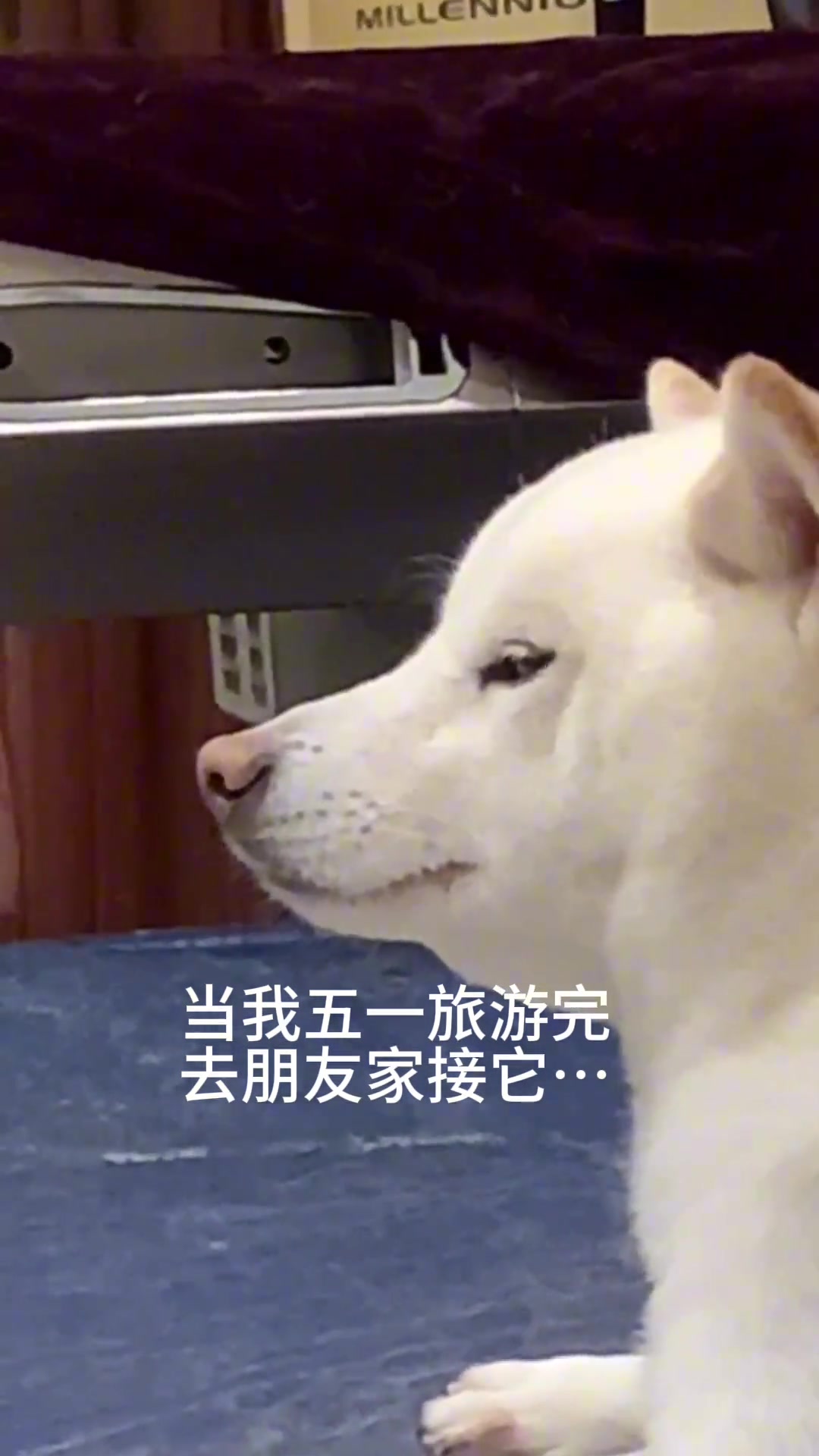 从进门开始就没正眼看过我，也不跟我回家了