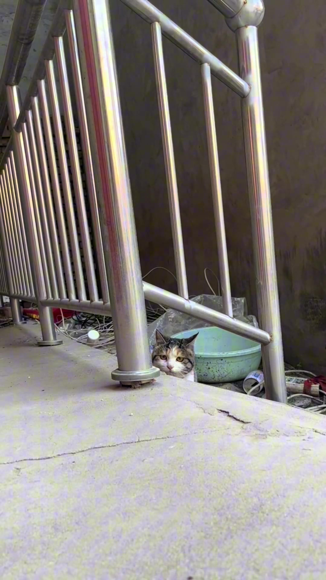 猫猫：你到底有事没事 # 猫的尴尬瞬间