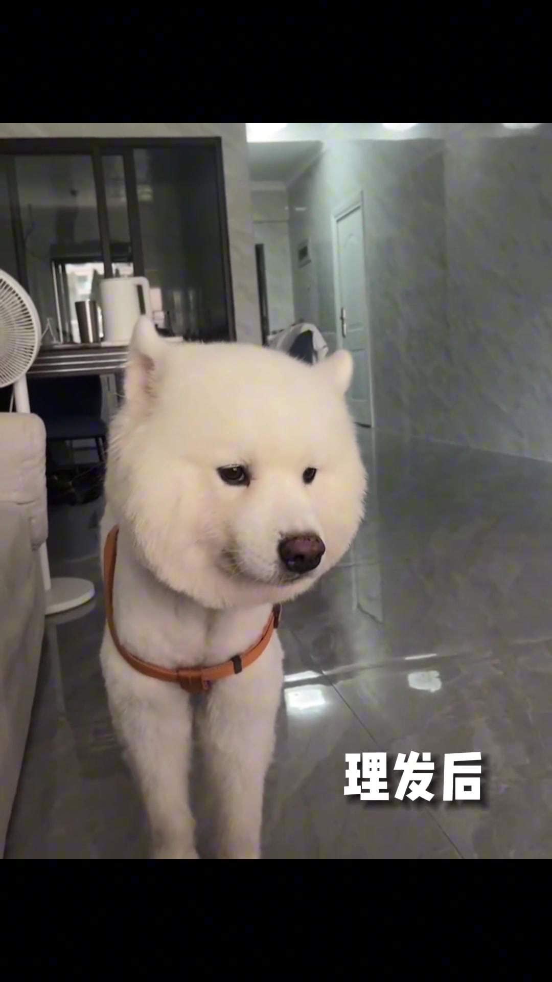 理发前vs理发后