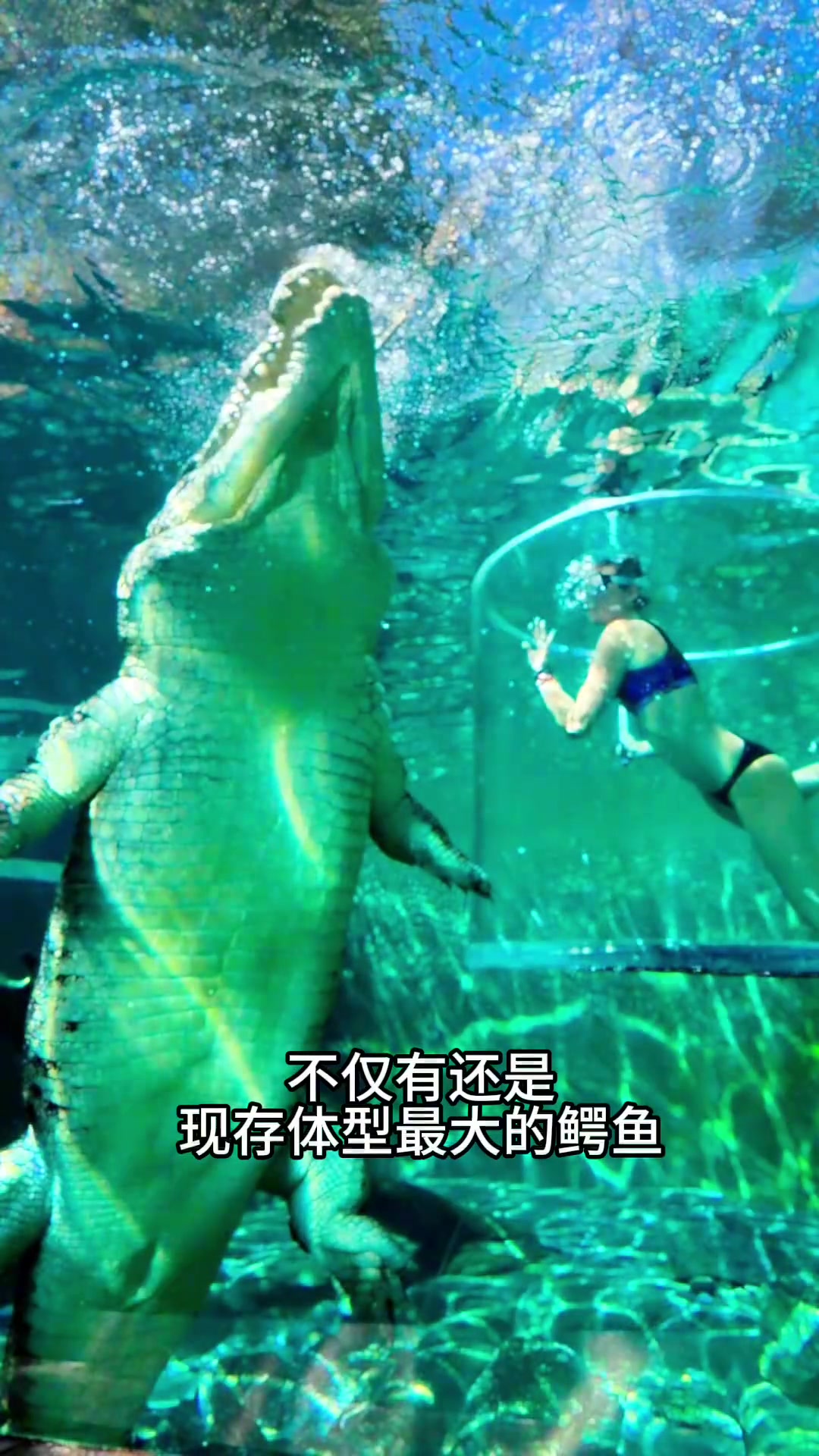 海里有鳄鱼吗？不仅有还是世界上体型最大的鳄鱼