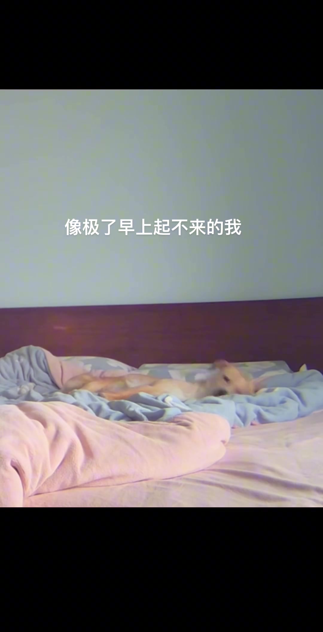今天也是睡不醒的一天