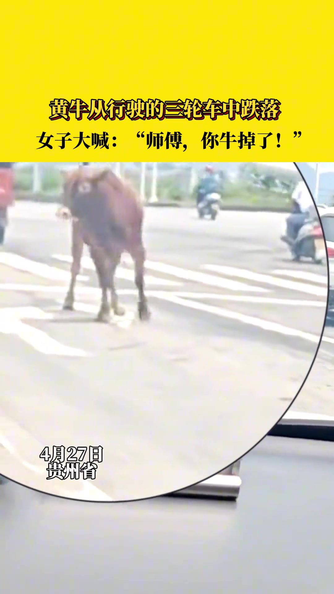 黄牛从行驶的三轮车中跌落