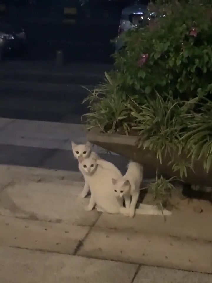 合成二星小猫了