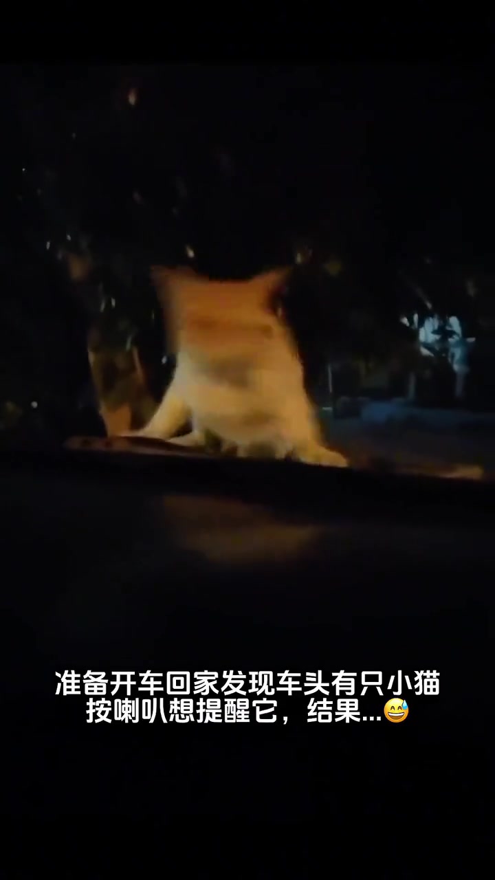 这是成家班的猫吧