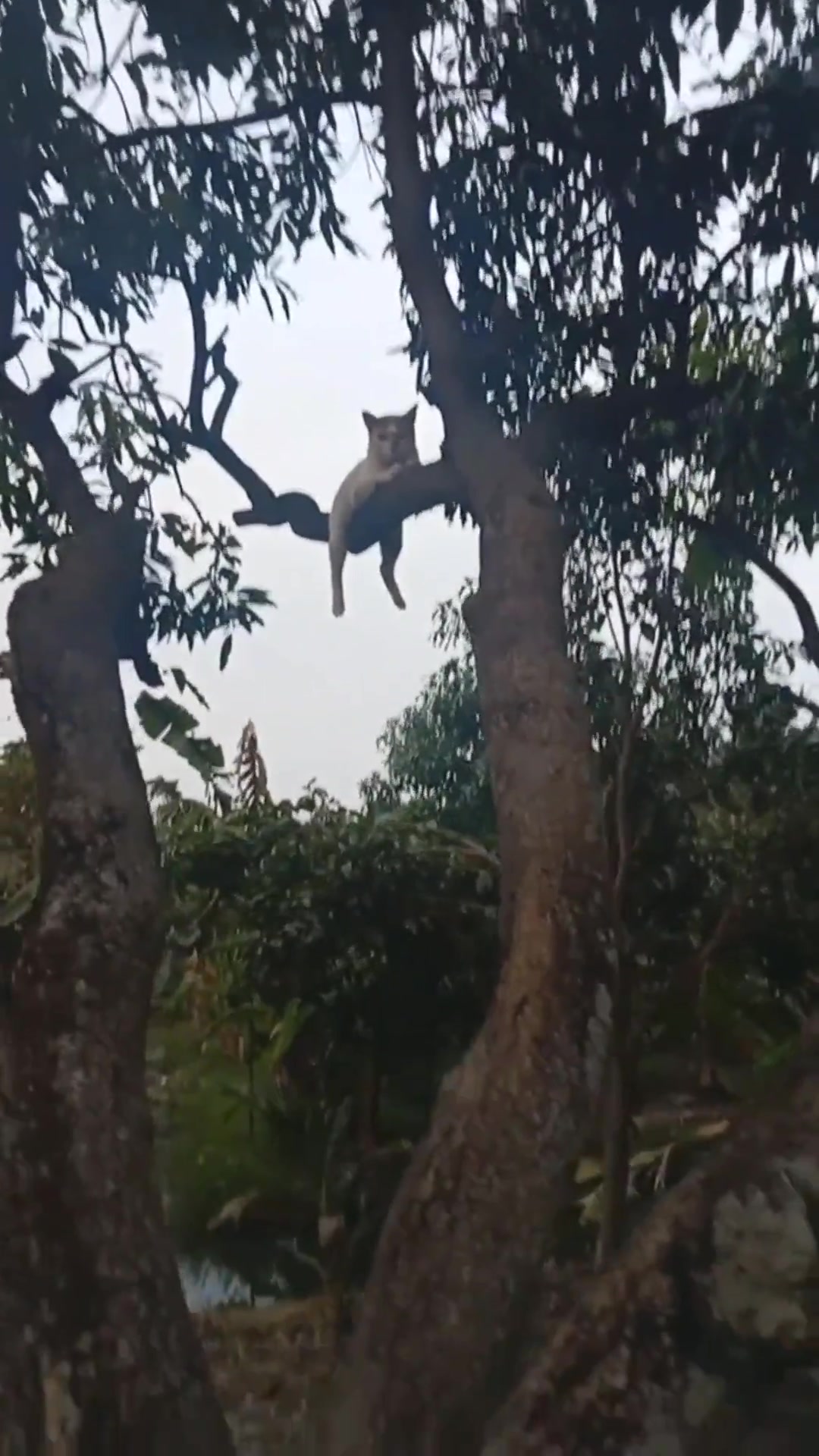 猫：你的教育是如此的没有成效