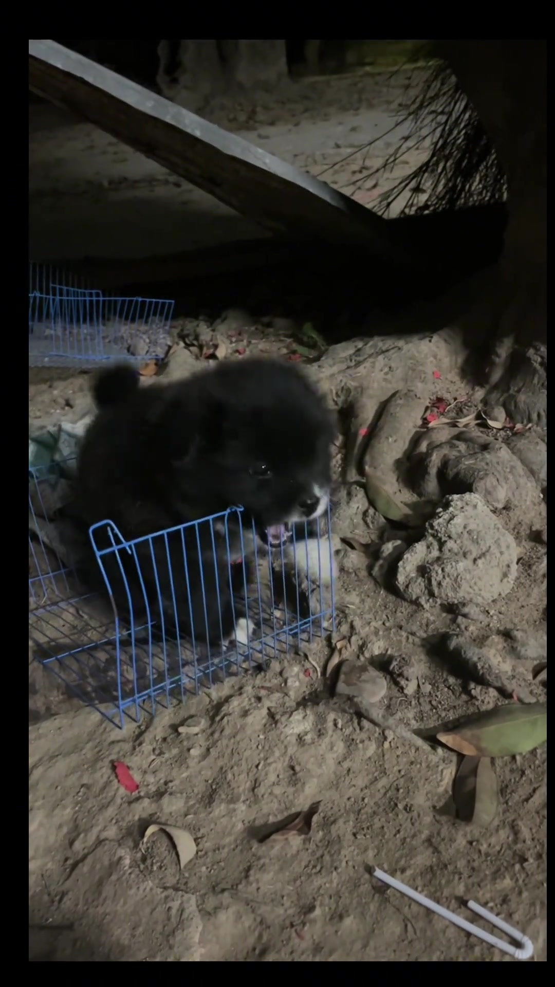 牙痒痒了 拆家狗狗