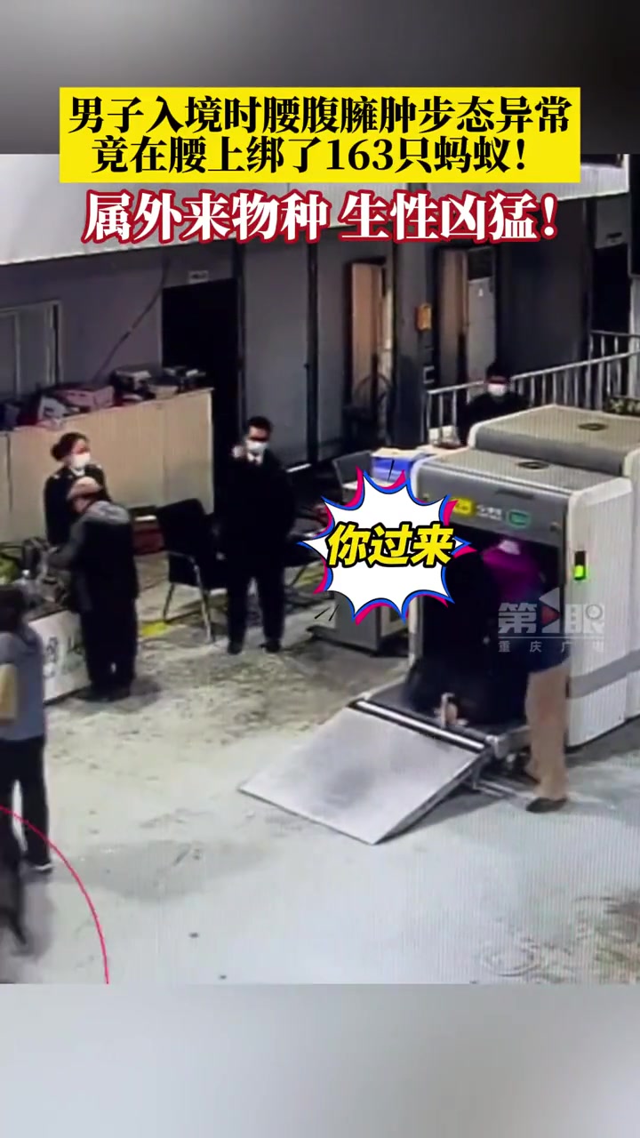 男子入境时腰腹臃肿步态异常一查竟在腰上绑163只蚂蚁