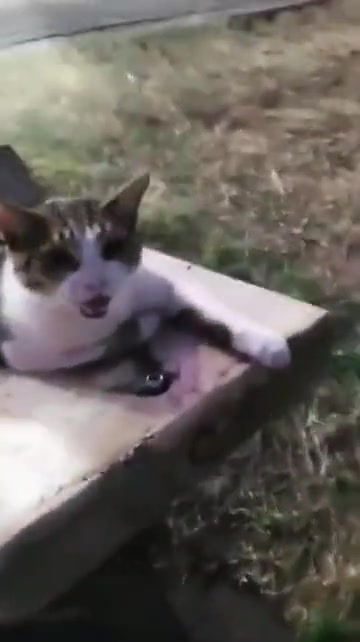 这是真渴了，头一次见猫喝这么多水