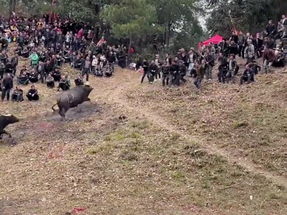 荒野牛牛大乱斗