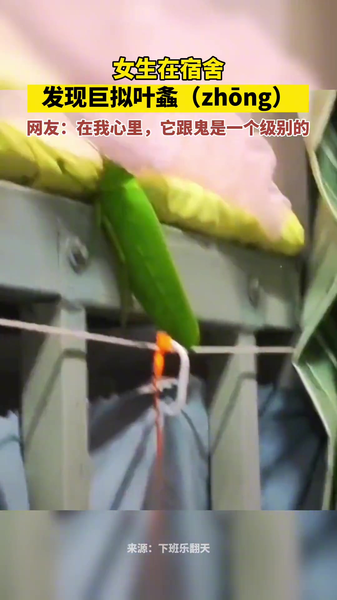 看了半天都以为是上铺的玩偶