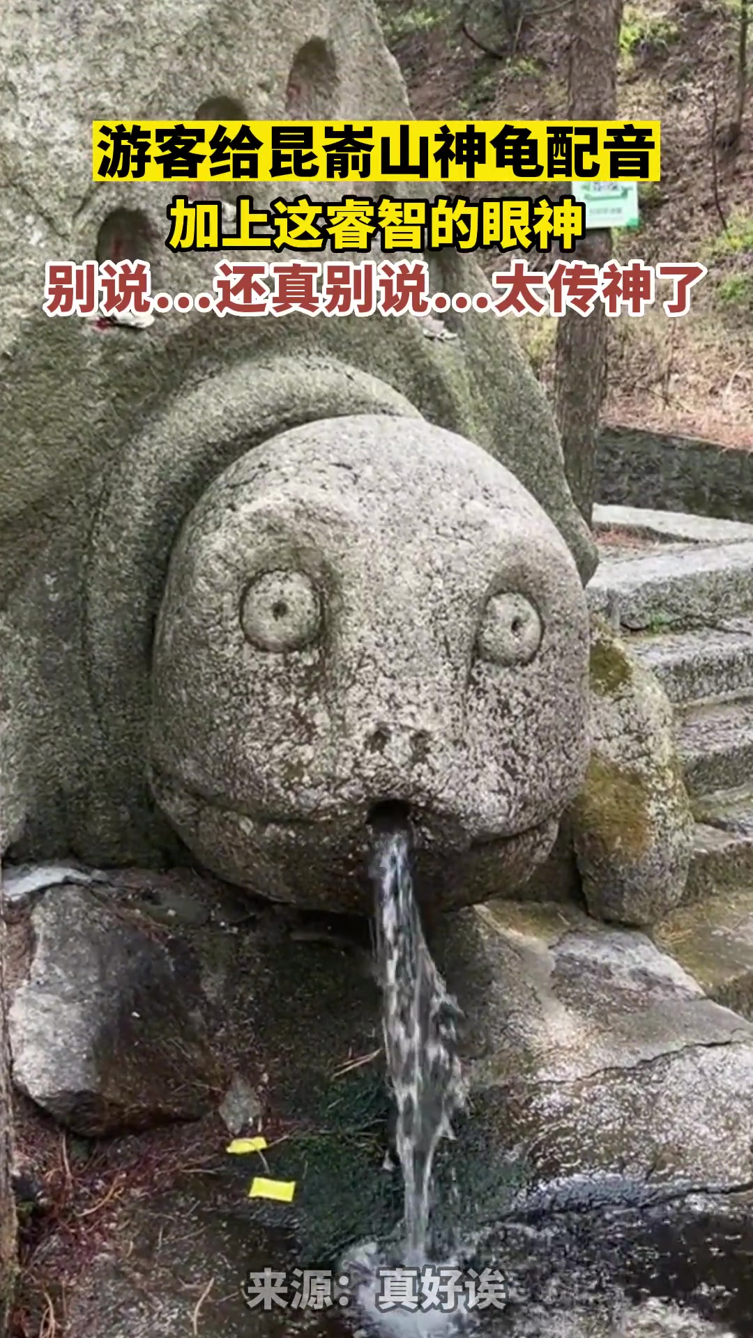 游客给昆嵛山神龟配音，加上这睿智的眼神