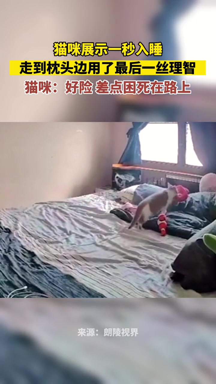 猫咪展示一秒入睡，走到枕头边用尽了最后一丝理智