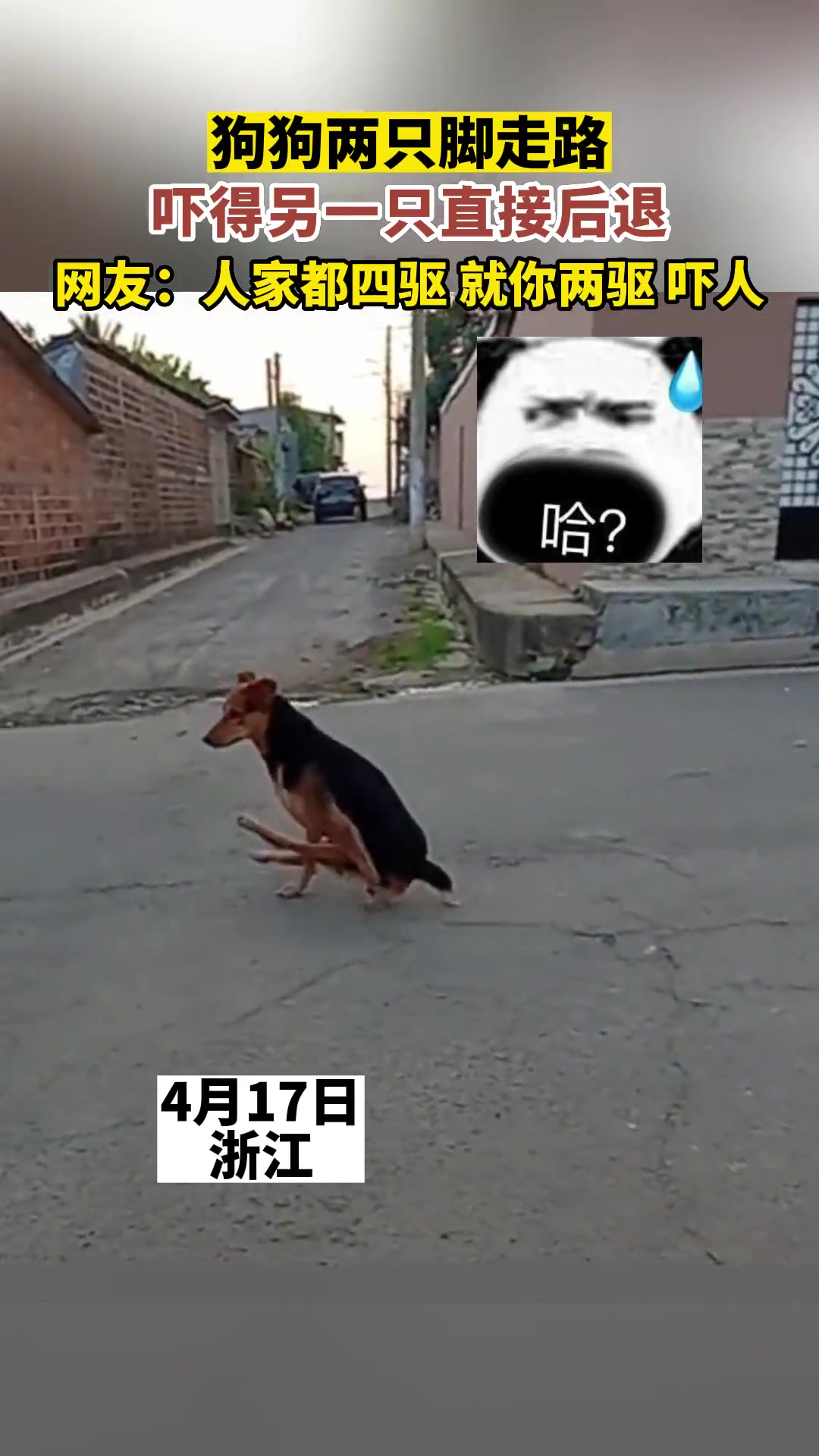 狗狗用两只脚走路，吓得另一只狗狗直接后退