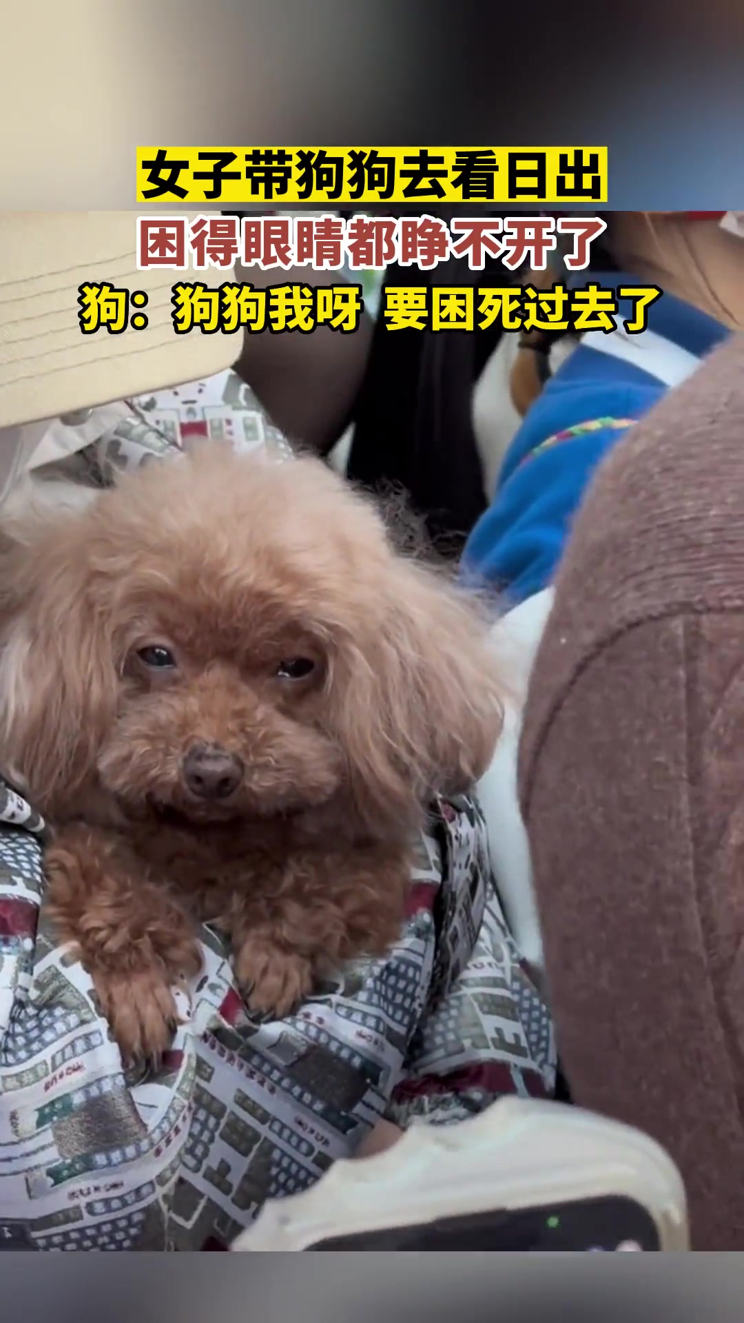 女子带狗狗去看日出，狗子困得眼睛都睁不开了