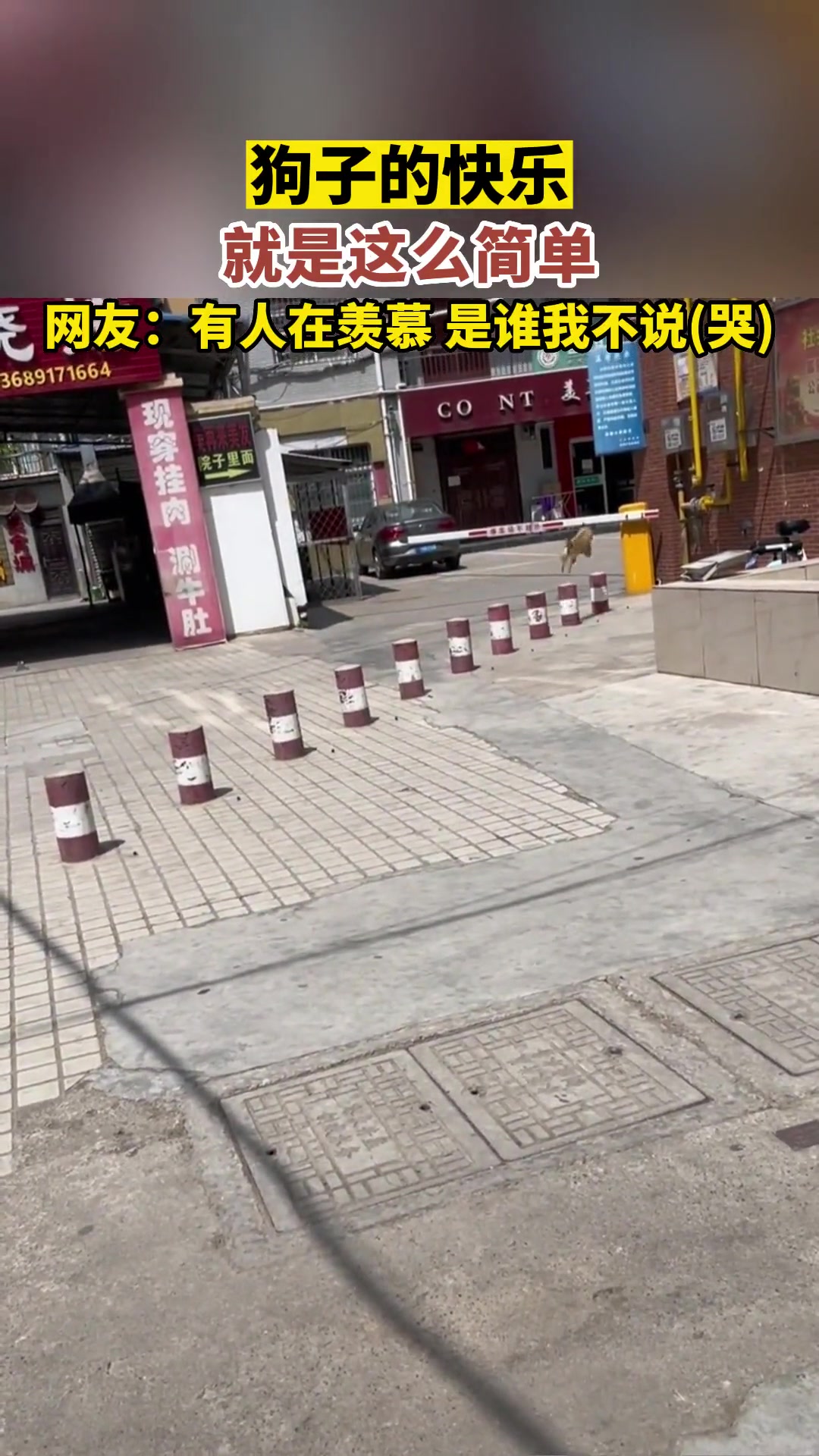说实话，有点嫉妒它了