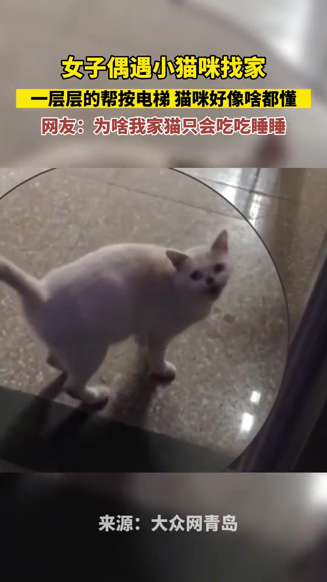 女子偶遇猫咪找家，一层层的帮按电梯猫咪好像啥都懂