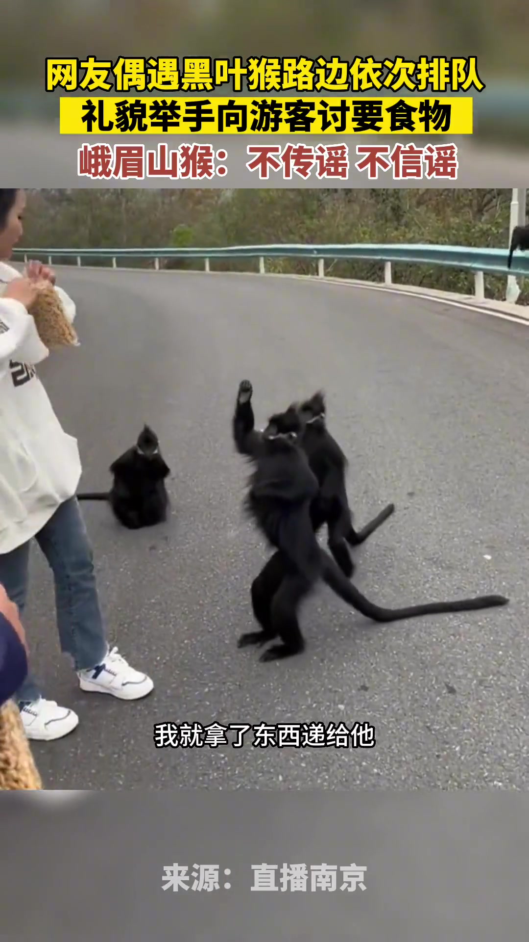 黑叶猴路边依次排队，礼貌举手向游客讨要食物