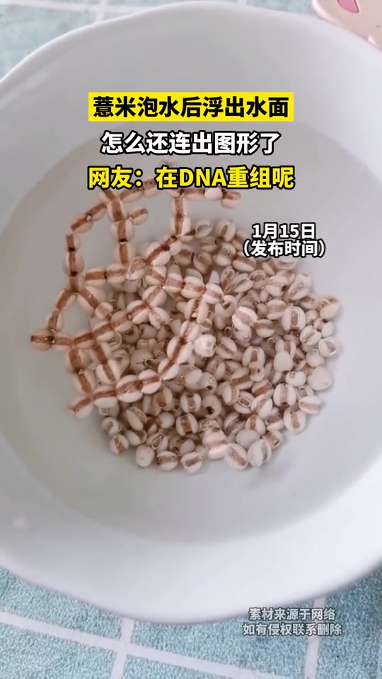 这薏米串成DNA了？