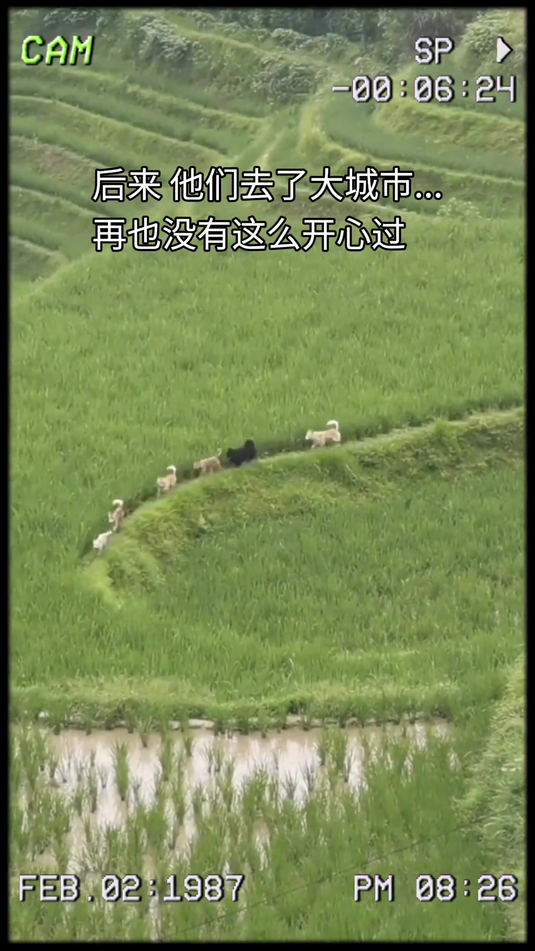 后来它们去了大城市