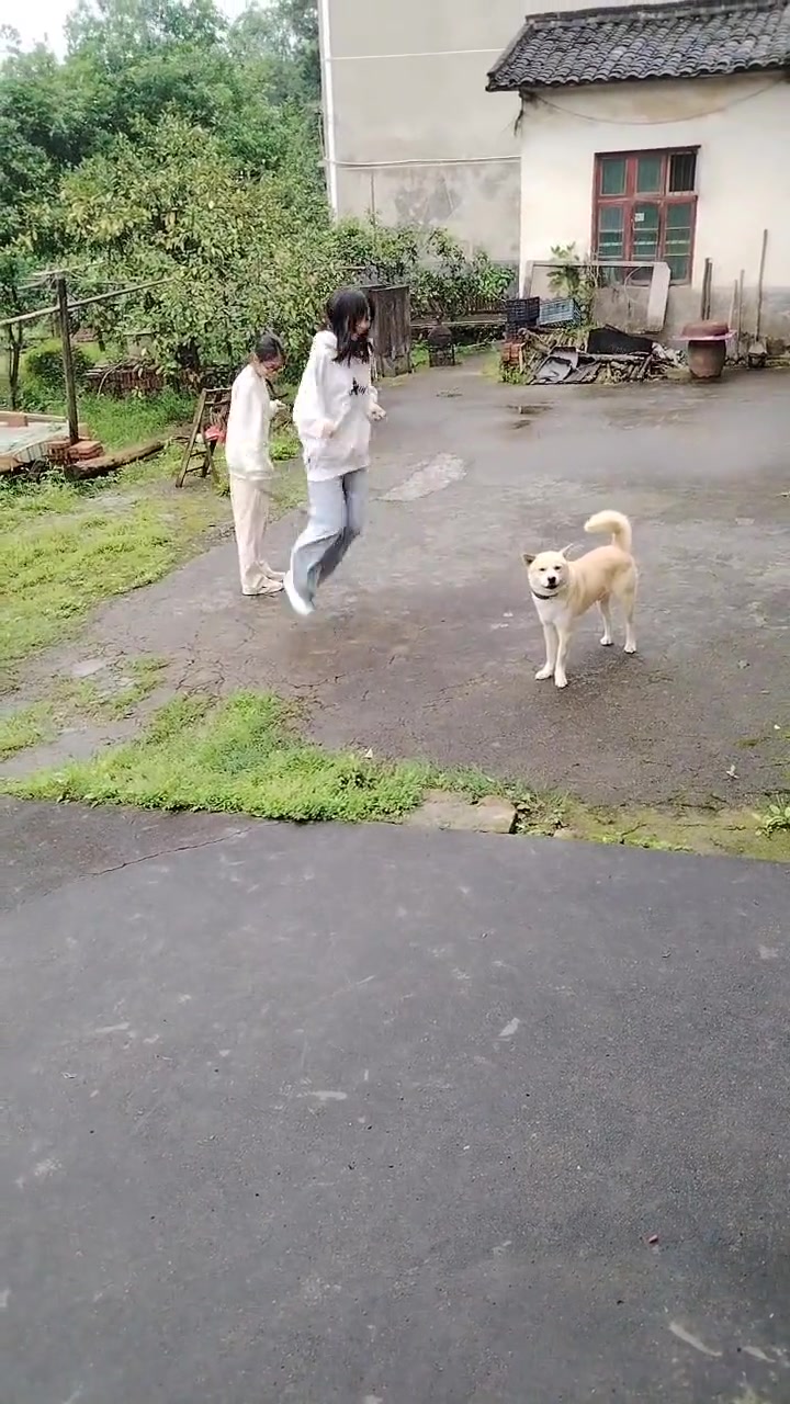 人不够，狗来凑