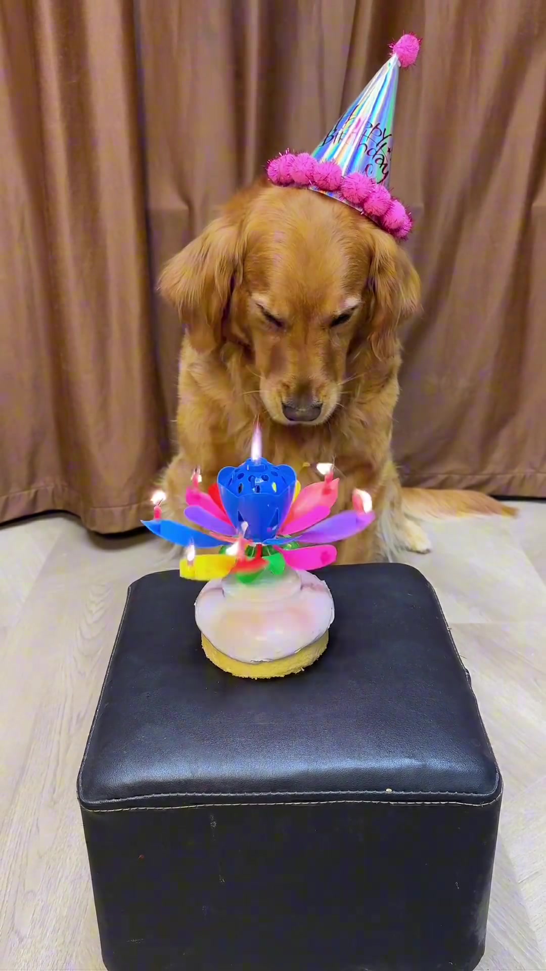 狗：这生日我笑不出来。