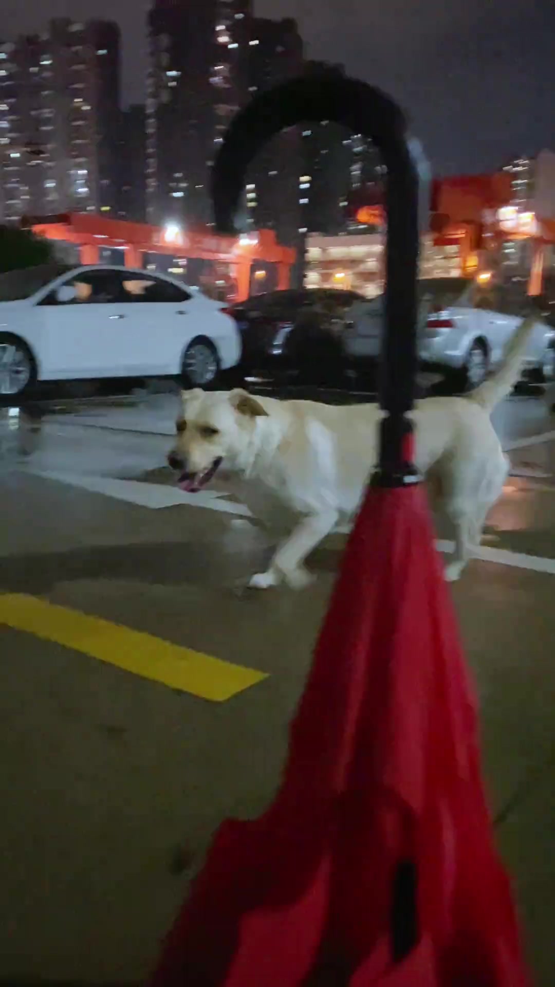 下雨天遛狗说的最多的一句话是……