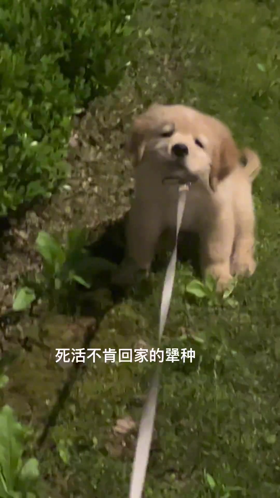 外面玩的不肯回家的犟种