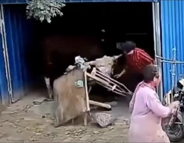 牛都看不惯你打牌。