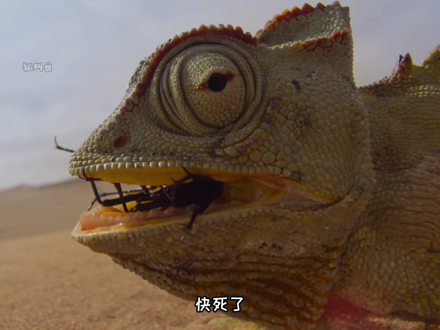 原来蜥蜴都知道关了灯都一样，笑不活了！