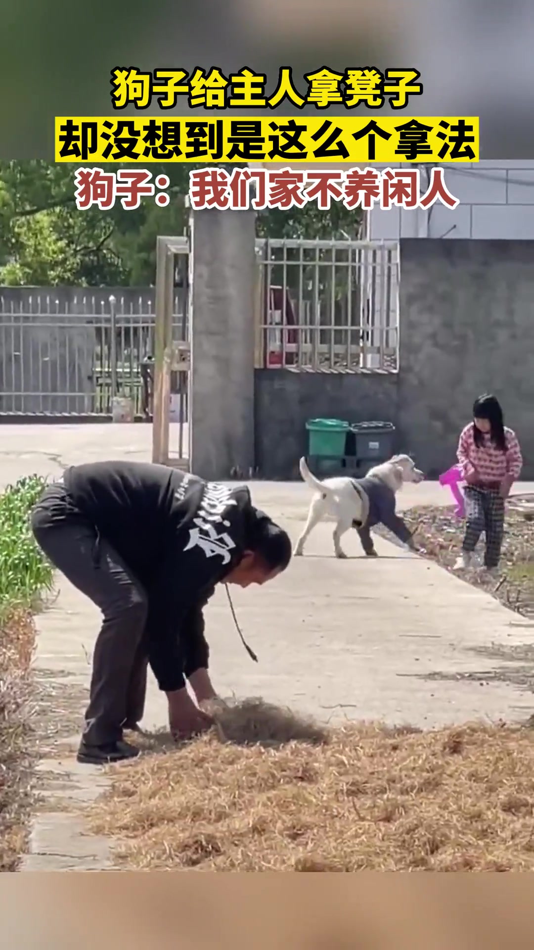 狗子给主人拿凳子，却没想到是这么个拿法