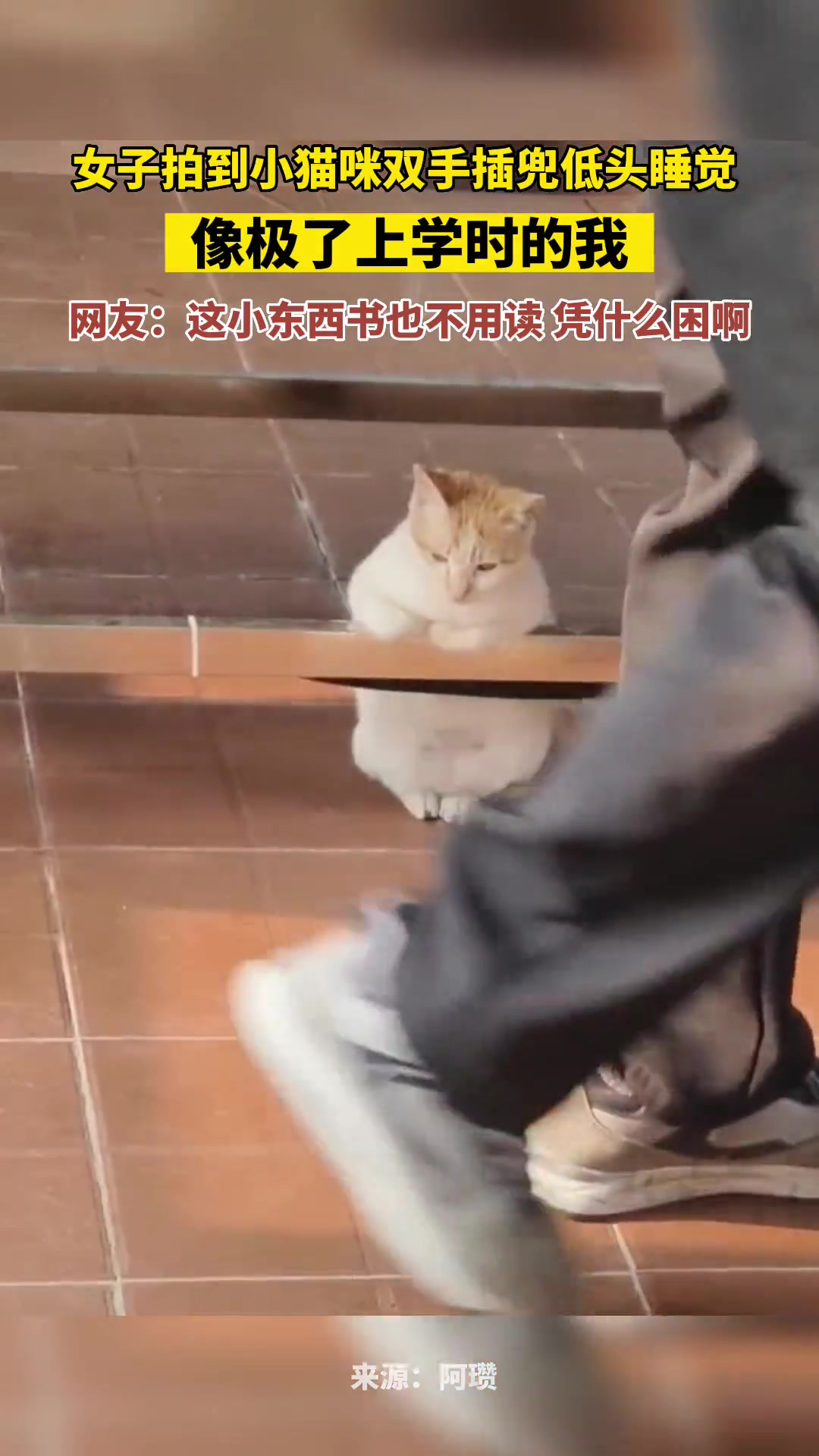 小猫咪双手插兜低头睡觉，像极了上学时的自己