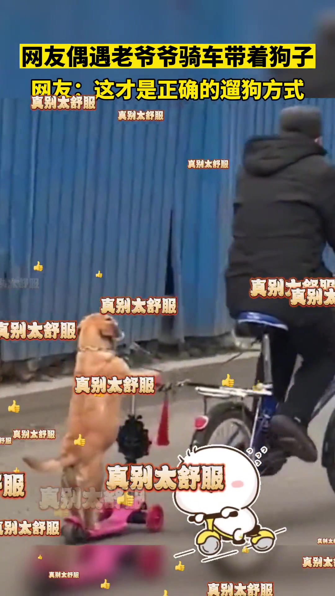爷爷骑车“溜”狗子，狗子站的笔直极其乖巧