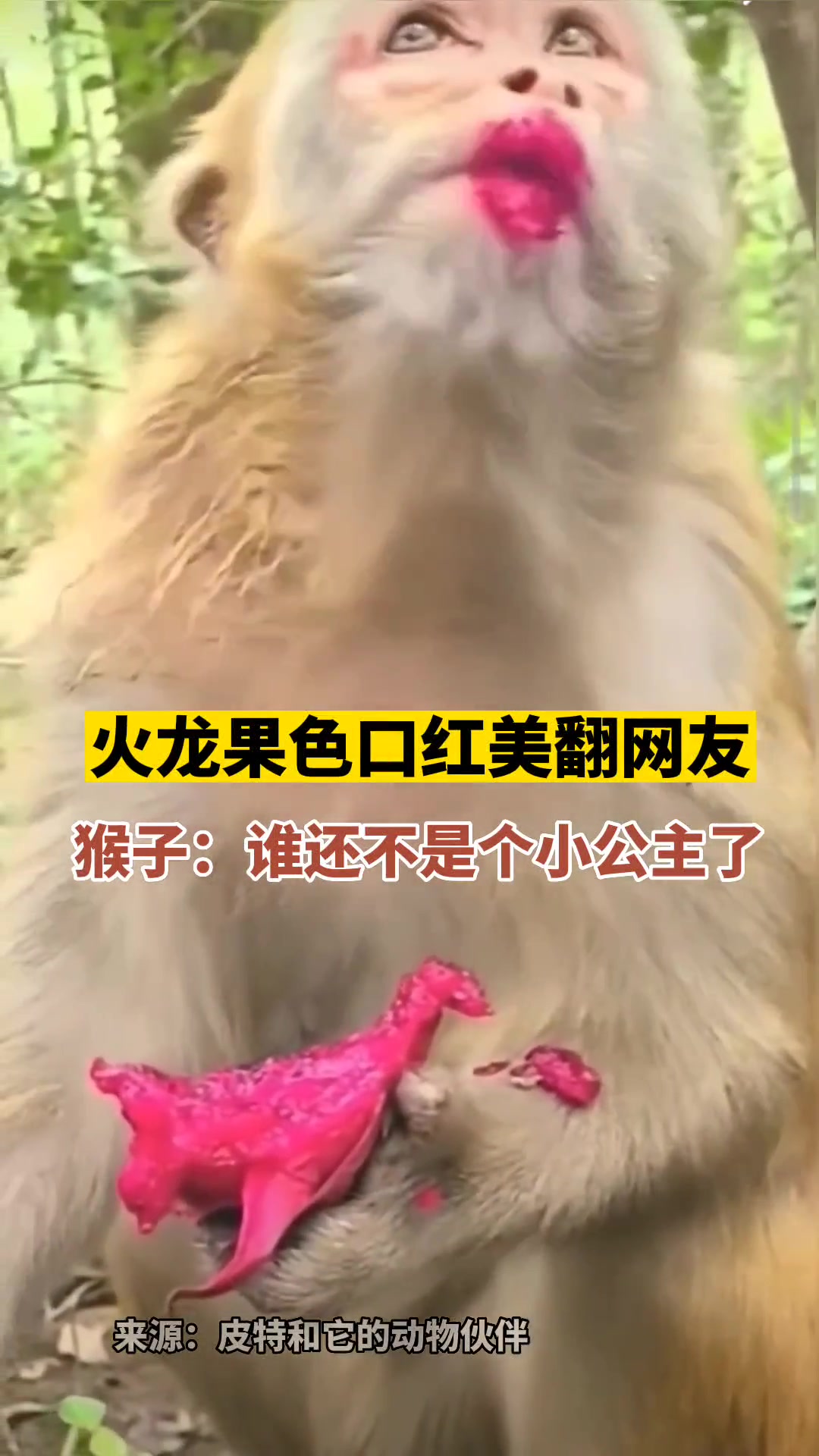 猴子吃火龙果秒变嘟嘟嘴，猴子：谁还不是个小公主了