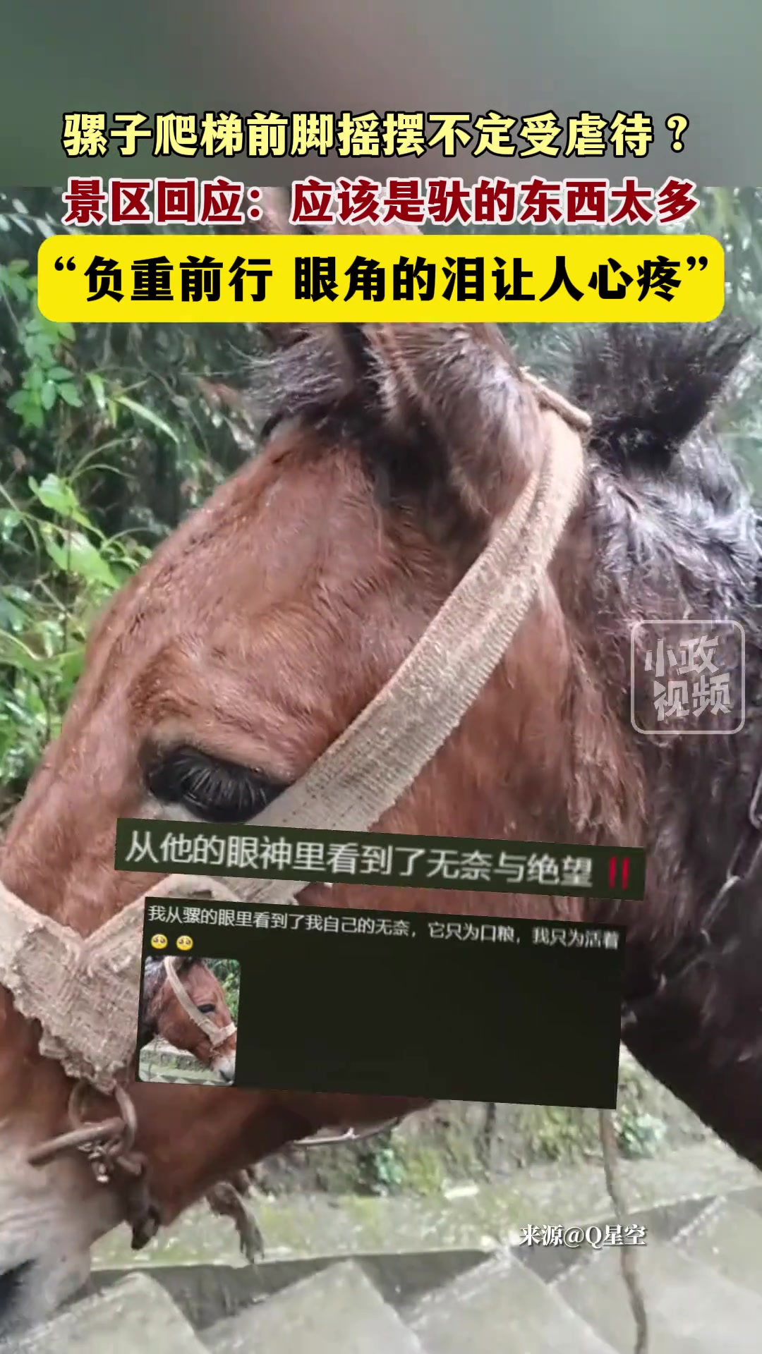 骡子爬梯前脚摇摆不定受虐待？负重前行让人心疼…