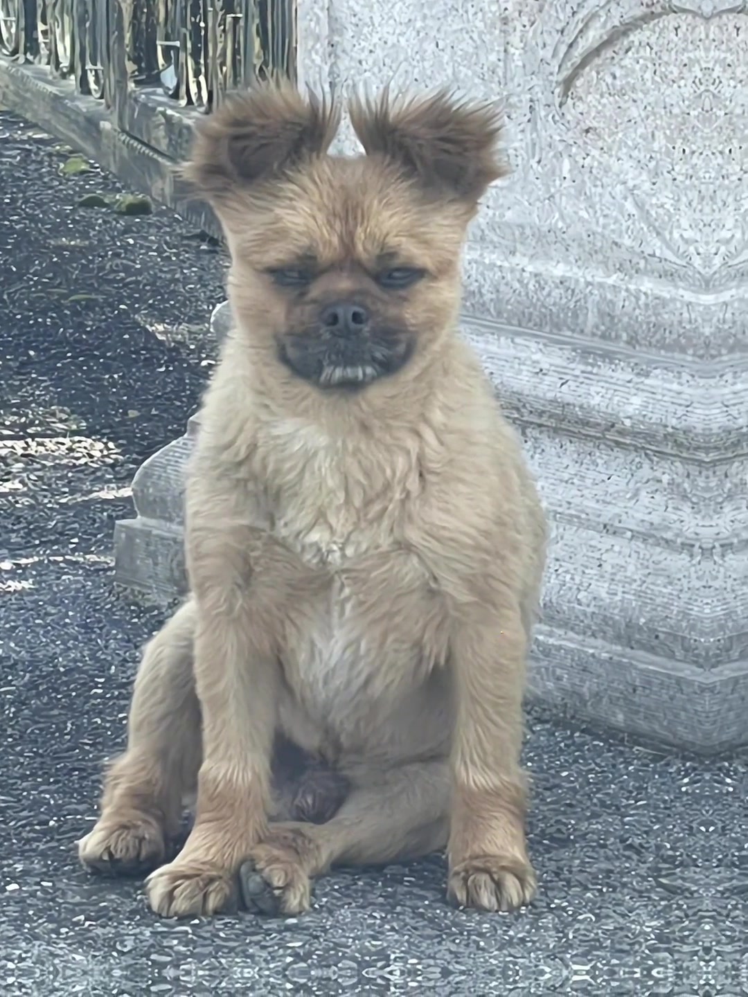 狗狗的心思都写在脸上了