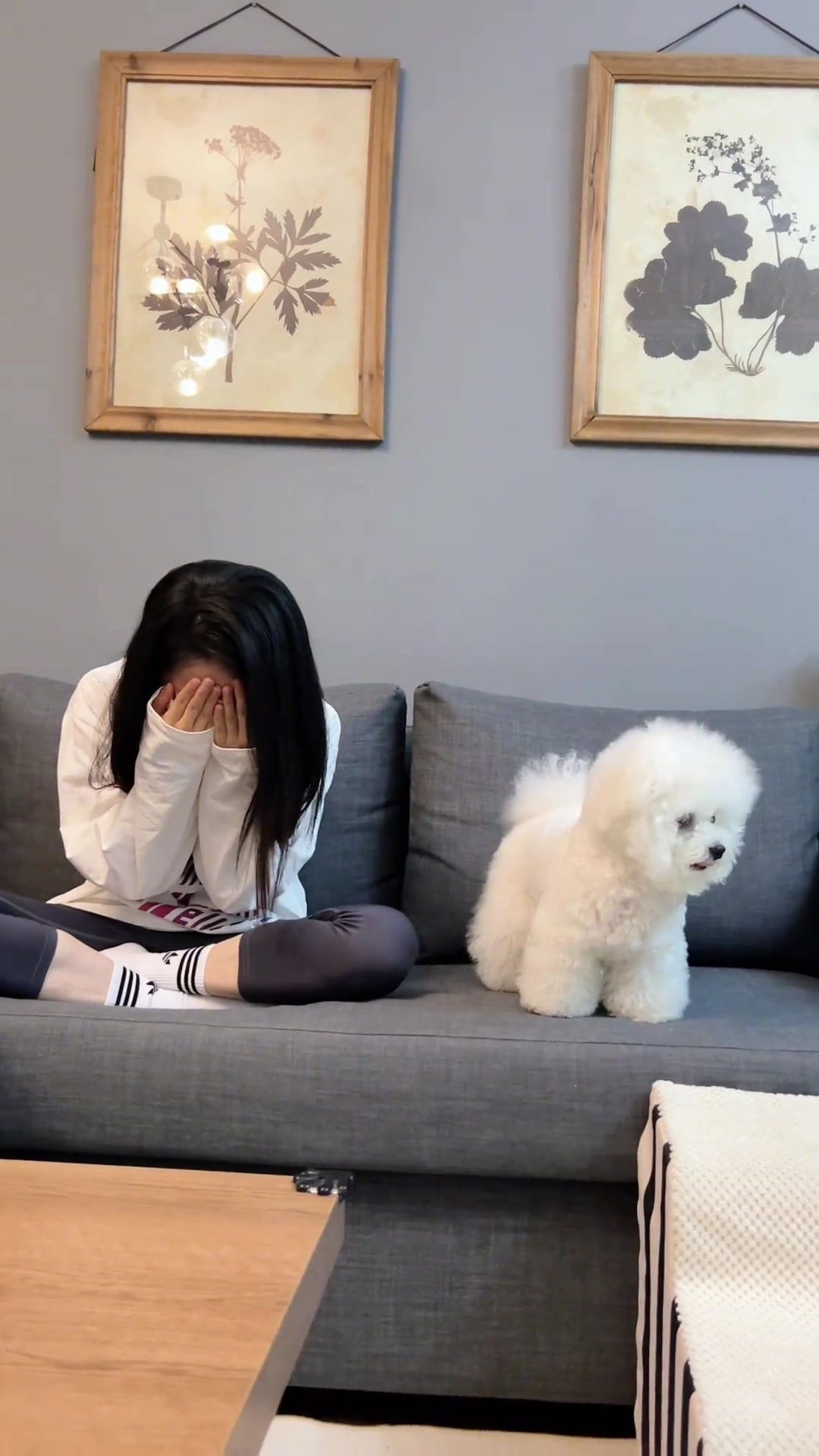 买的时候卖家和我说这是只抚慰犬