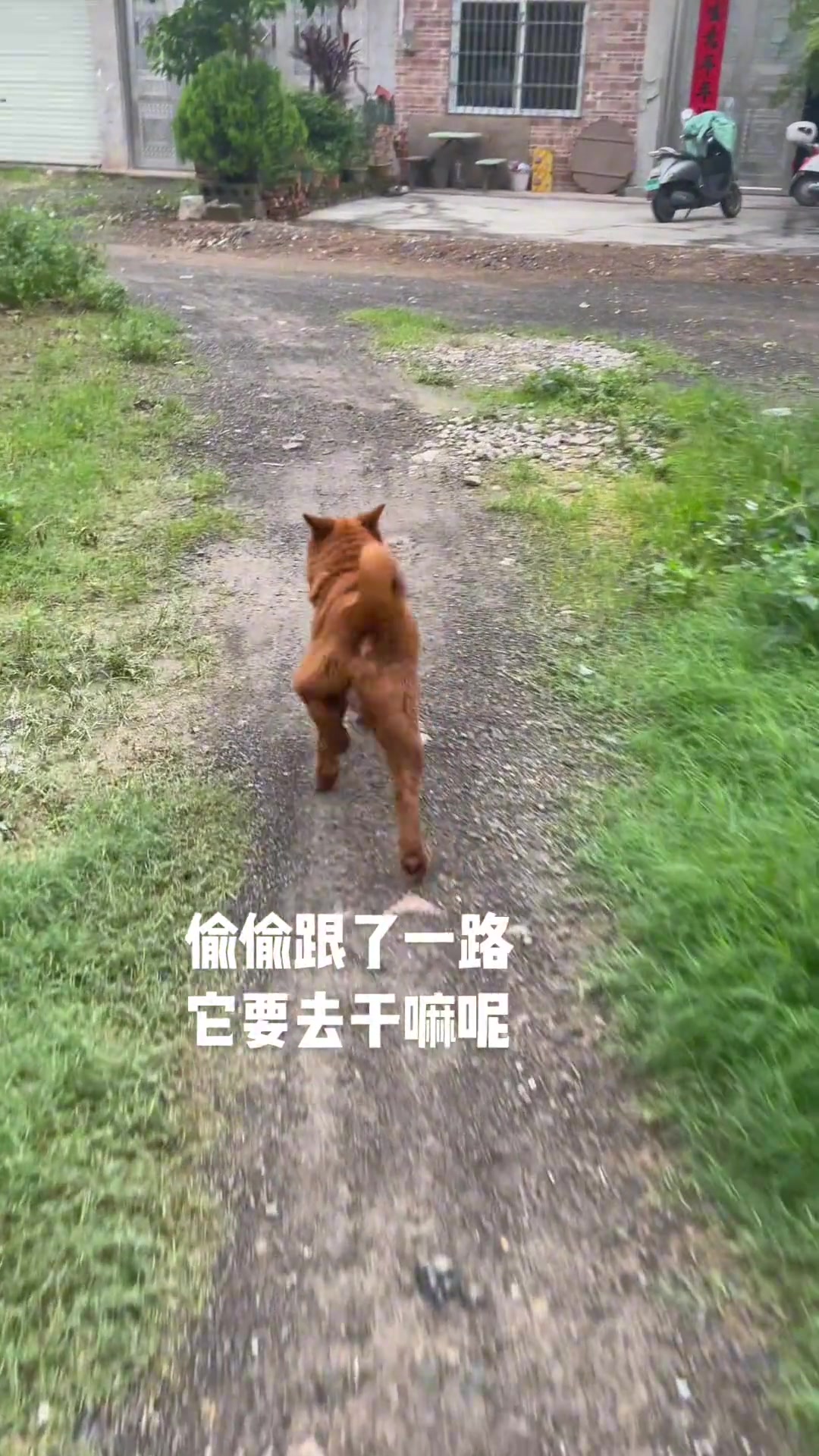 偷偷跟了一路～原来它是找地方…